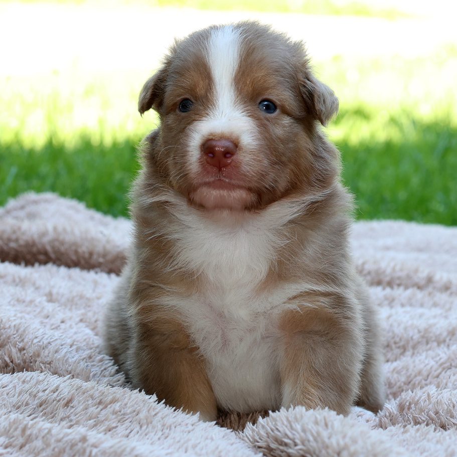 Bailey - red tri - Rüde