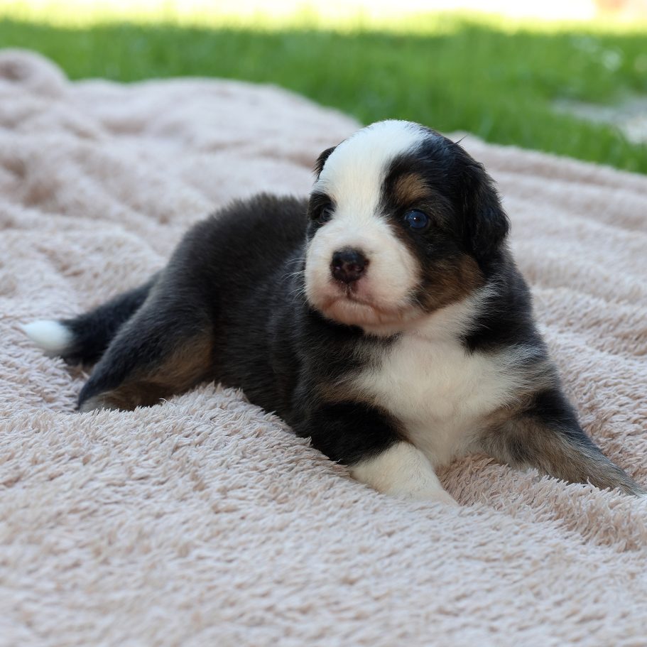 Bonny - black tri - Hündin