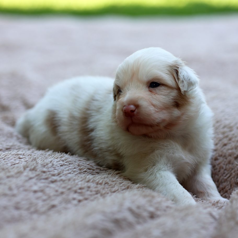 Biscotti - red merle - Rüde