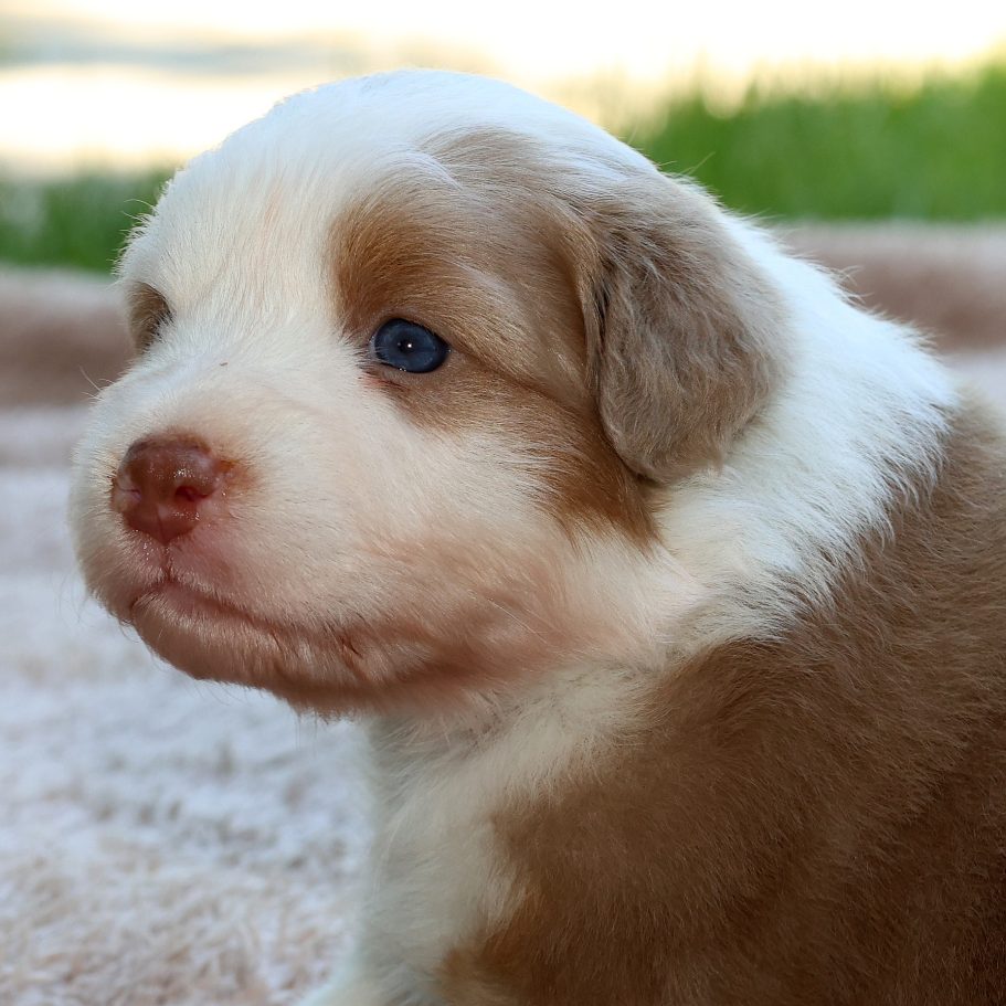 Belle - red tri - Hündin